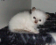200604010073rosa
