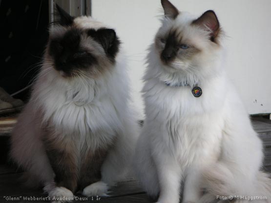 Johnsson & Glenn 1 år