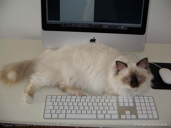 Mac-Cat