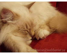 Ariel sover
